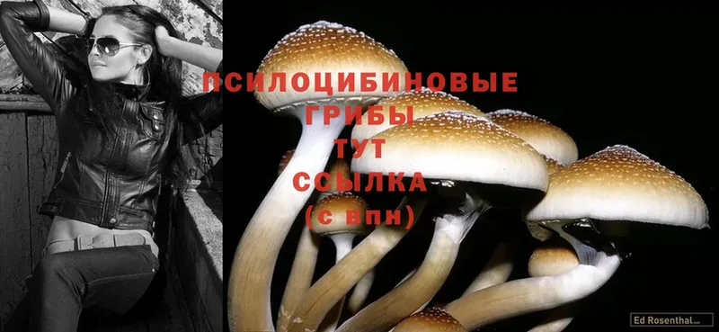 Галлюциногенные грибы Psilocybine cubensis  Реутов 